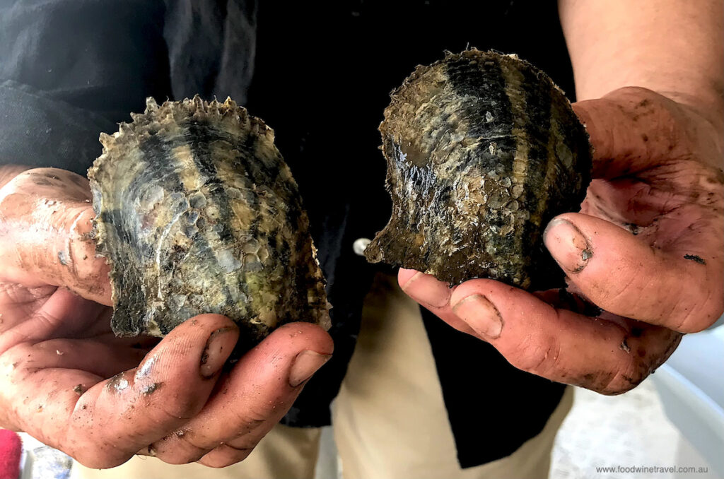 The barnacle-encrusted oysters are brought up and cleaned every four weeks.