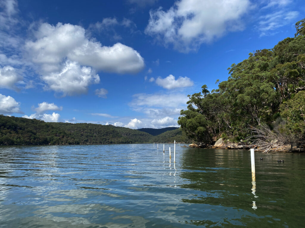 While most Australian oysters are tidal, the Akora oysters are constantly submerged.