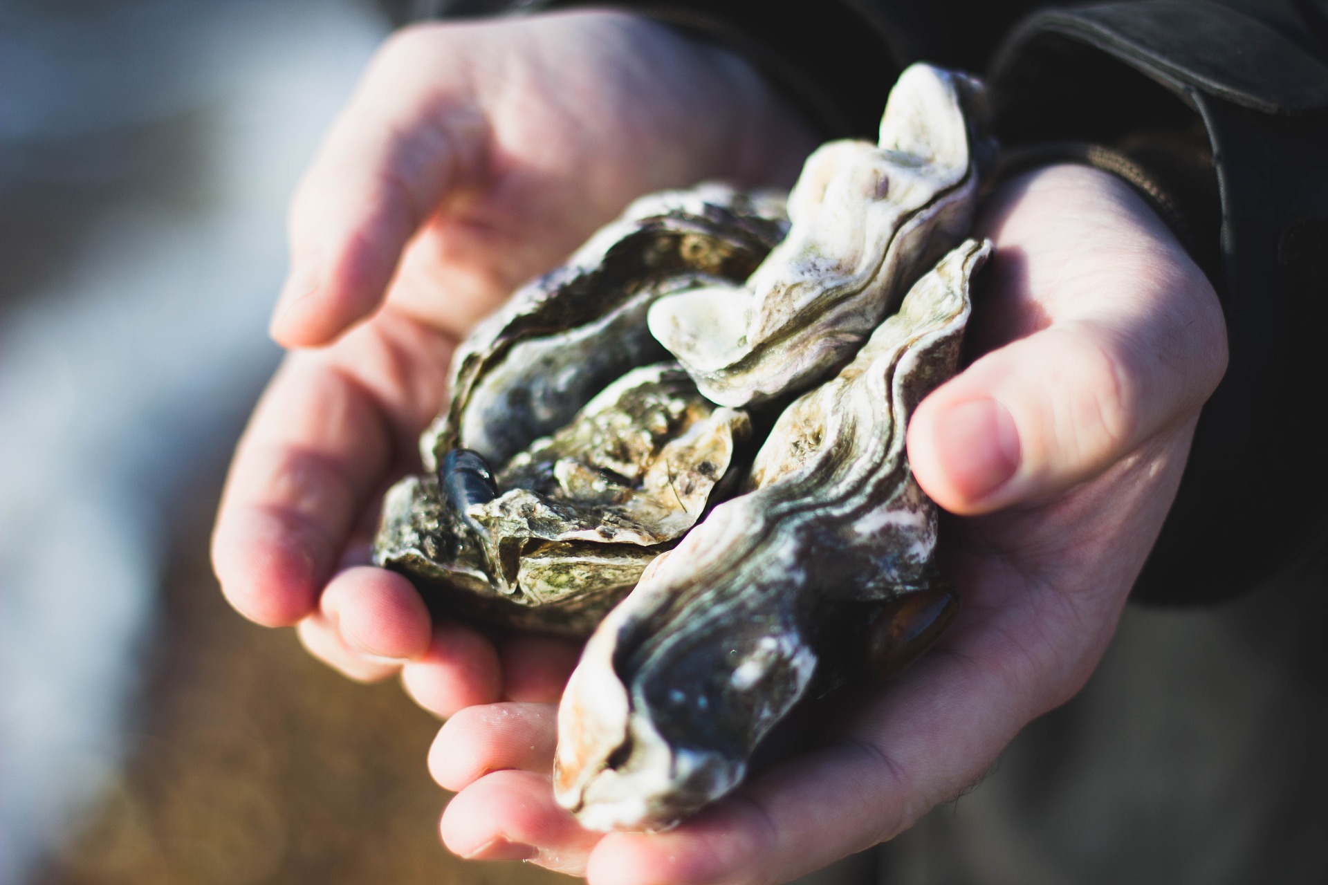 Oyster growers hands Image by StockSnap from Pixabay
