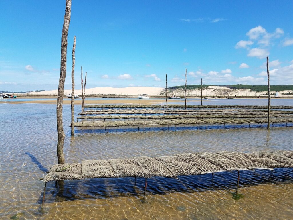 There are more than 900 hectares of oyster beds in Arcachon Bay. Image by Cyril from Pixabay.