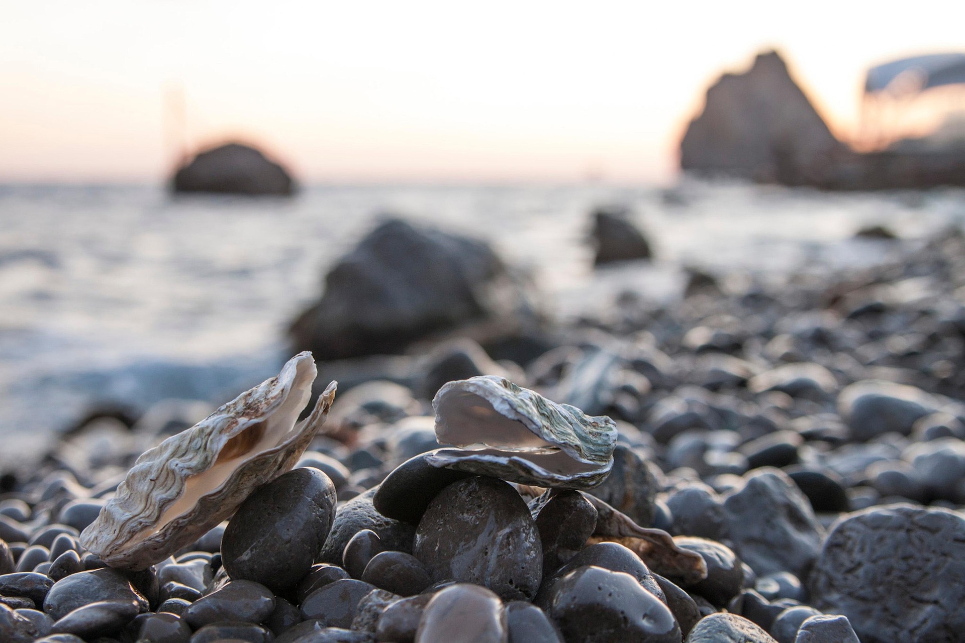 Oysters