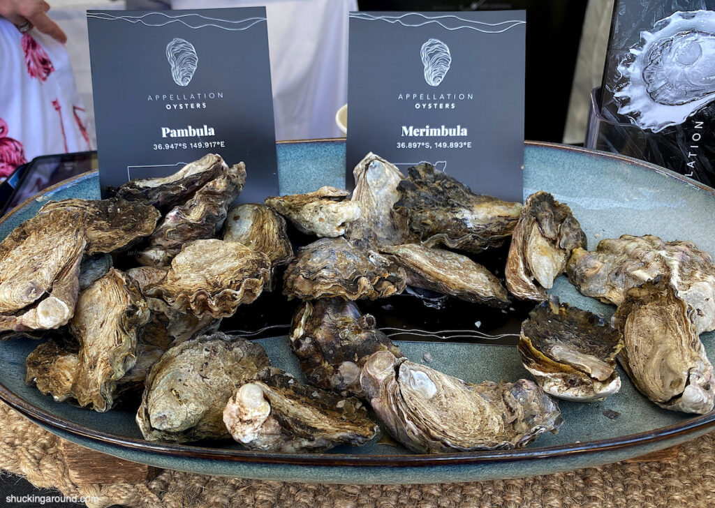 Yet to be shucked Sydney Rock Oysters grown on the south coast of New South Wales, Australia.