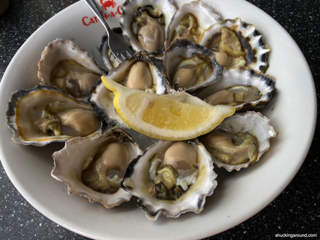 Sydney Rock Oysters grow in river estuaries along Australia's east coast. These are from Tweed Heads in northern New South Wales.