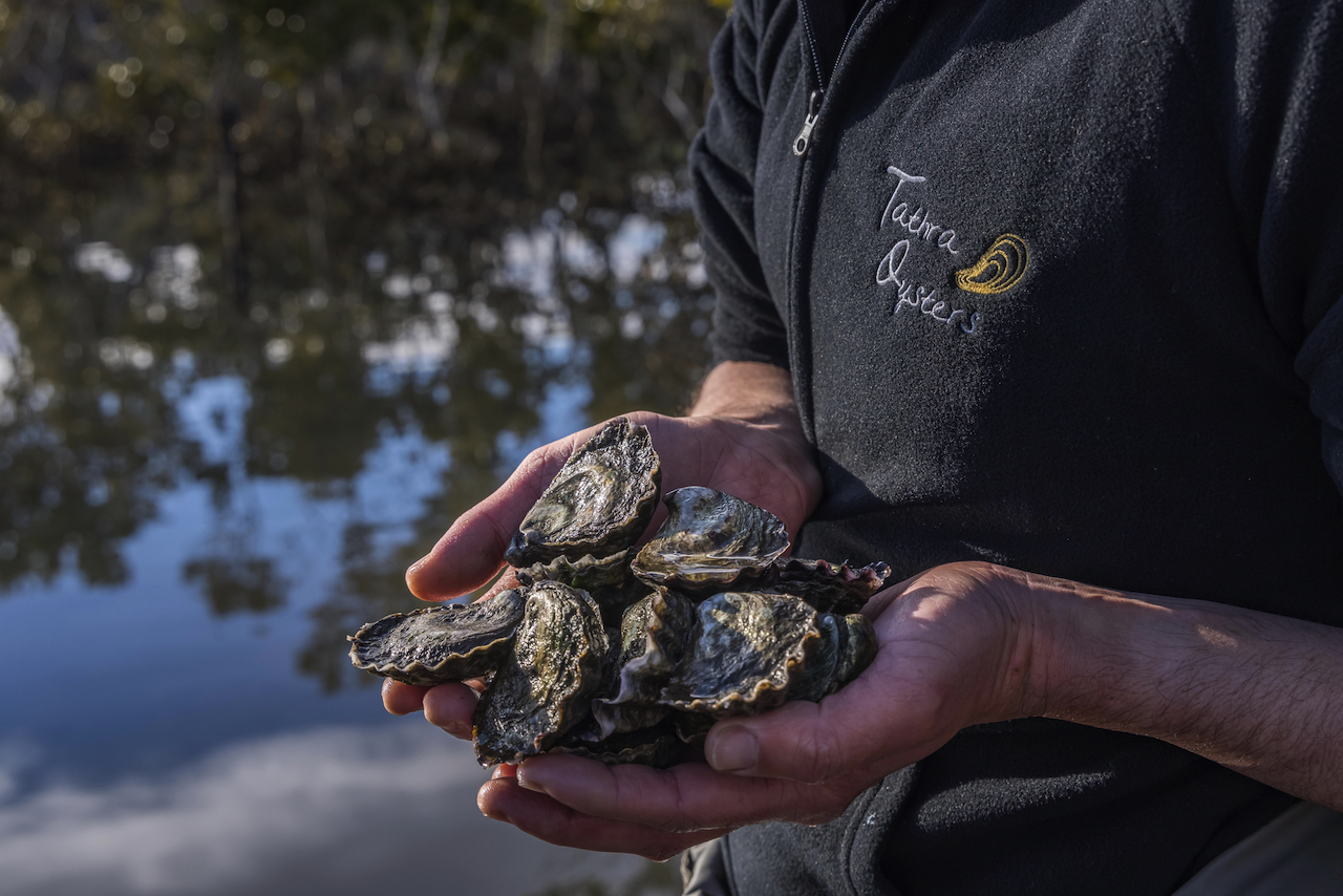 Tathra Oysters, NSW South Coast, Australia