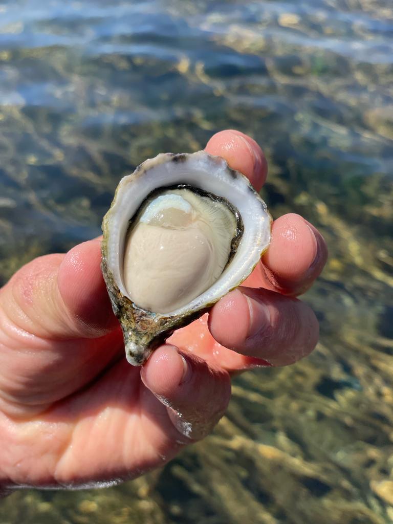 The Albany Rock Oysters are already medal winners.