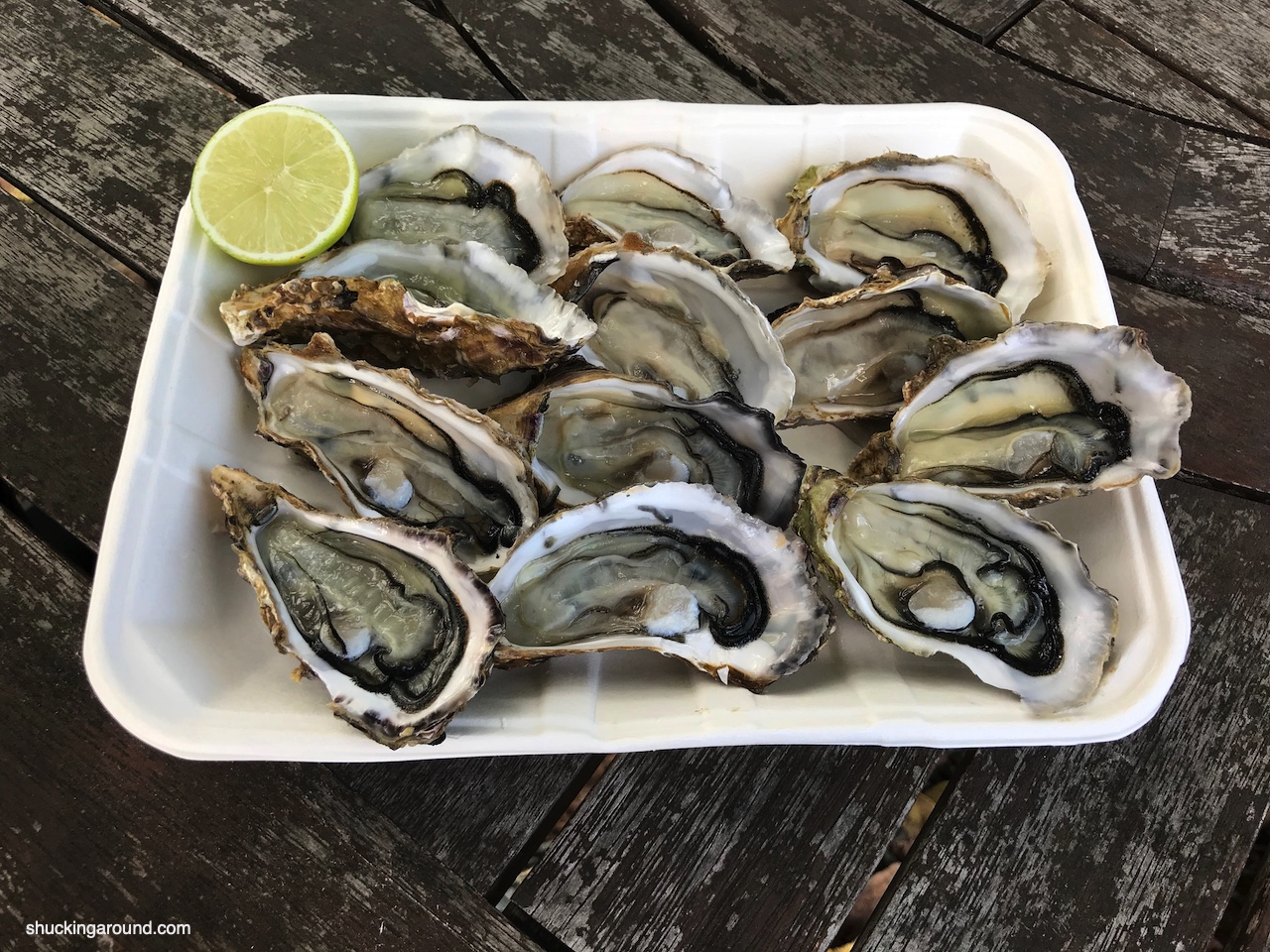 Freshly shucked Matakana Oysters: now under threat.