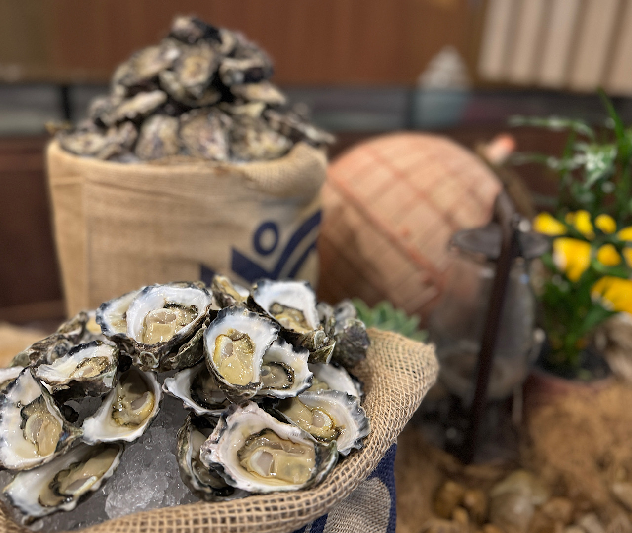 East 33 oysters: affordable luxury.