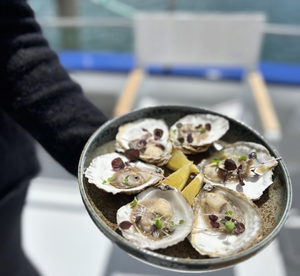 Native Angasi oysters on the menu for Portarlington Mussel Tours.