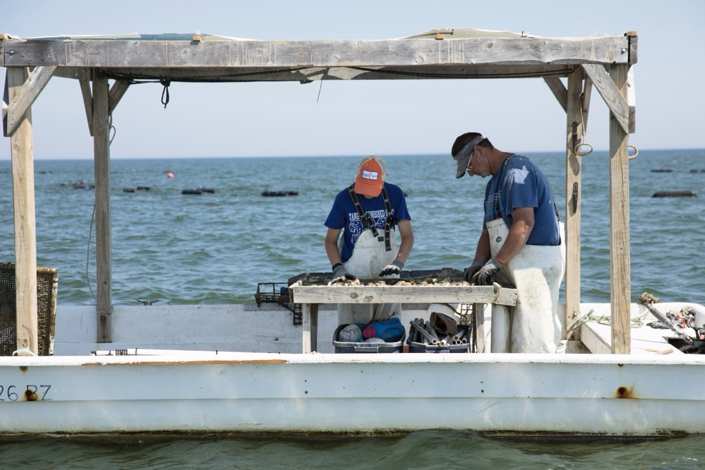 Virginia Oyster Trail USA 2