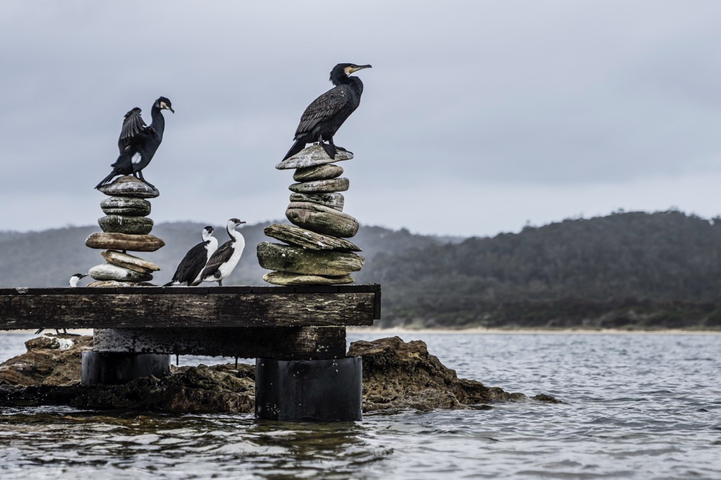 Picnic Island, A Private Luxury Retreat In Tasmania