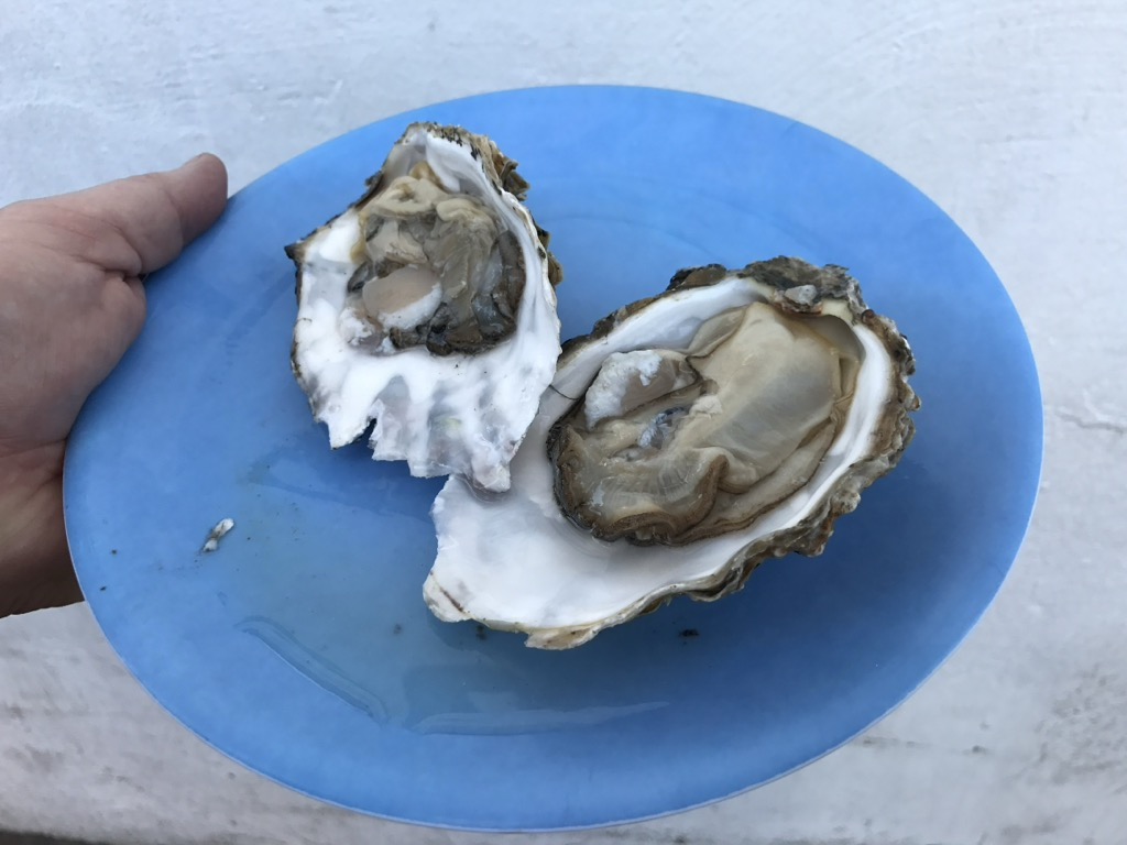 The San Quintín oysters we enjoyed at La Guerrerense.
